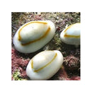Milk Cowrie (Erosaria annulus) - Fresh N Marine