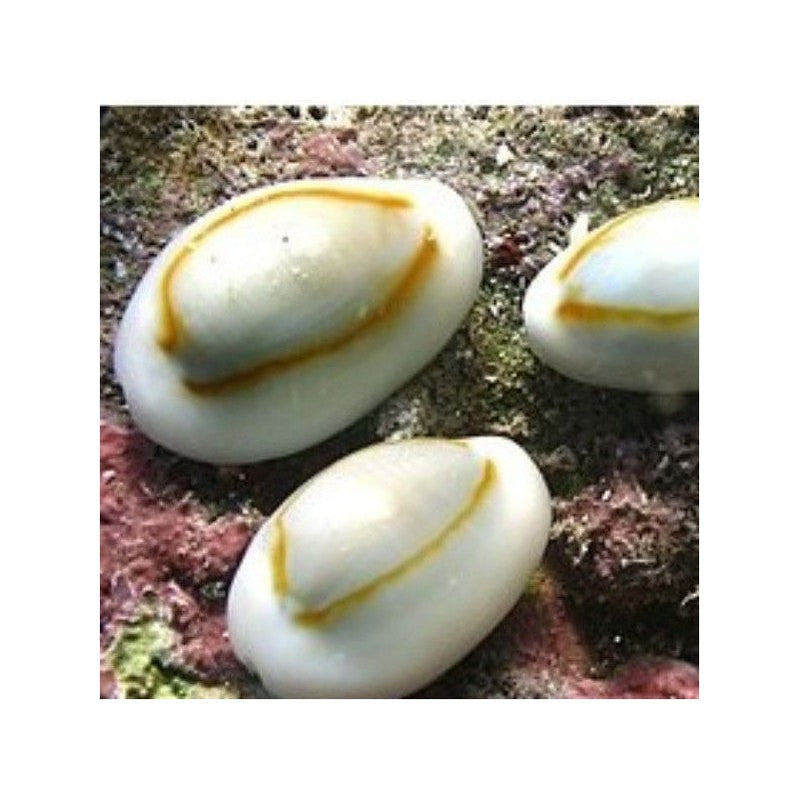 Milk Cowrie (Erosaria annulus) - Fresh N Marine