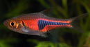 Lambchop Rasbora (Trigonostigma espei) - Fresh N Marine