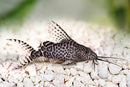 Featherfin Catfish (Synodontis Euptera) - Fresh N Marine