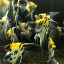 Koi Angelfish (2-3") - Fresh N Marine