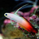 Fire Goby (Nemateleotris magnifica) - Fresh N Marine