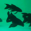 Black Butterfly Koi (Cyprinus carpio) (Bag of 10 pcs) - Fresh N Marine