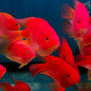 Red Parrot Fish (Bag of 5pcs) - Fresh N Marine