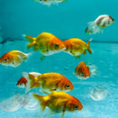 Assorted Ranchu (Bag of 5pcs) - Fresh N Marine