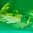 Long Fin Koi (Cyprinus carpio) (Bag of 5 pcs) - Fresh N Marine