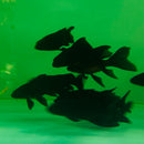 Black Butterfly Koi (Cyprinus carpio) (Bag of 10 pcs) - Fresh N Marine