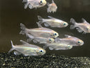 Congo Tetra (Phenacogrammus Interruptus) - Fresh N Marine