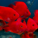 Red Parrot Fish (Bag of 5pcs) - Fresh N Marine