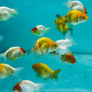 Assorted Ranchu (Bag of 5pcs) - Fresh N Marine