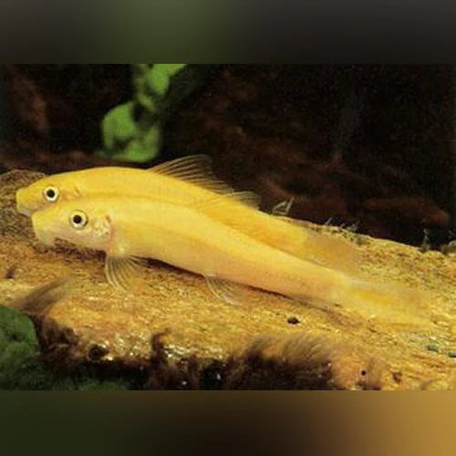 Golden Algae Eater (Gyrinocheilos aymonieri) - Fresh N Marine