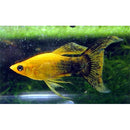 Gold Dust Lyretail Molly - Fresh N Marine
