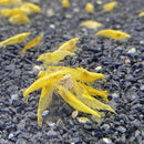 Golden Back Shrimp (金背黃金米蝦) - Fresh N Marine