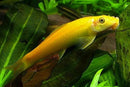 Golden Algae Eater (Gyrinocheilos aymonieri) - Fresh N Marine