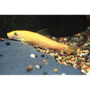 Golden Algae Eater (Gyrinocheilos aymonieri) - Fresh N Marine