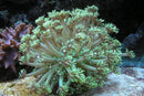 Long Tentacle Green Goniopora (Goniopora sp.) - Fresh N Marine