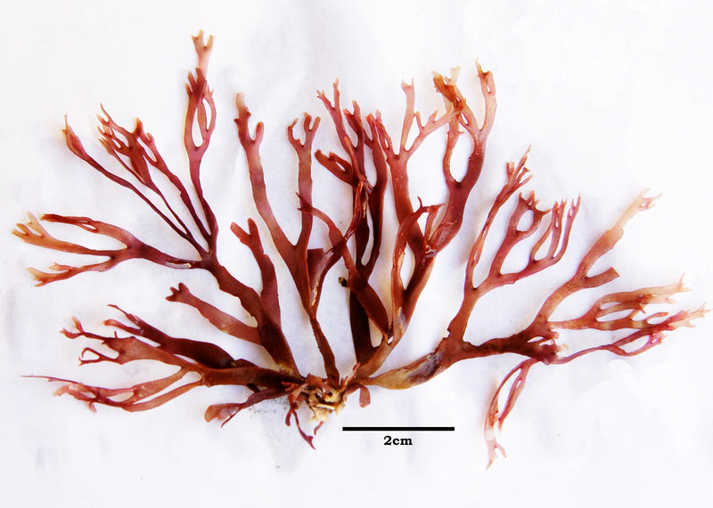Red Algae (Gracilaria corticata)(Marine Macroalgae) (by small bag) - Fresh N Marine