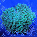 Green Bulb Anemone (Entacmaea quadricolor) - Fresh N Marine