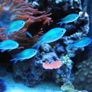 Blue-Green Chromis (Chromis viridis) - Fresh N Marine