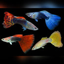 Guppy (Male)(Poecilia reticulata)(Assorted Colours) - Fresh N Marine
