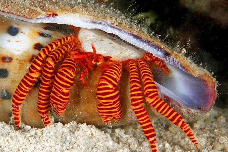 Halloween Hermit Crab (Ciliopagurus strigatus) - Fresh N Marine
