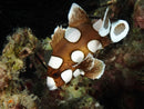 Harlequin Sweetlips (Juvenile)(Agogo) (Plectorhinchus chaetodonoides) - Fresh N Marine