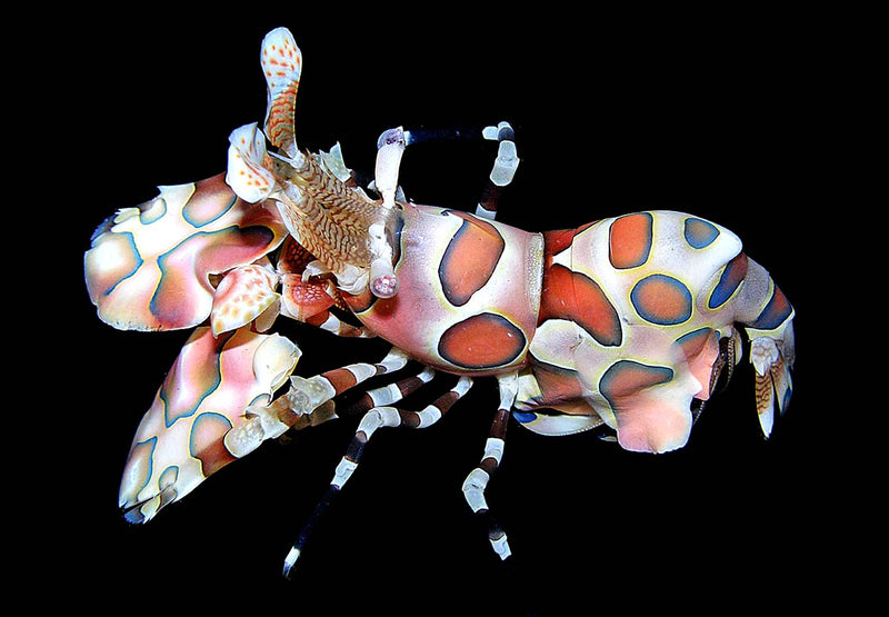 Harlequin Shrimp (Hymenocera picta) - Fresh N Marine