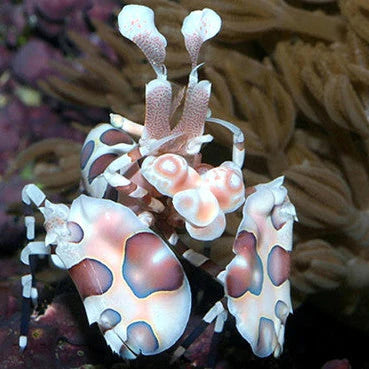 Harlequin Shrimp (Hymenocera picta) - Fresh N Marine