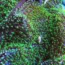 Green Hairy Mushroom
