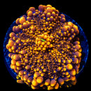 Orange Yuma Mushroom (Colony)