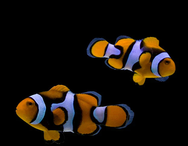 Wild Percula Clownfish (Amphiprion percula) - Fresh N Marine