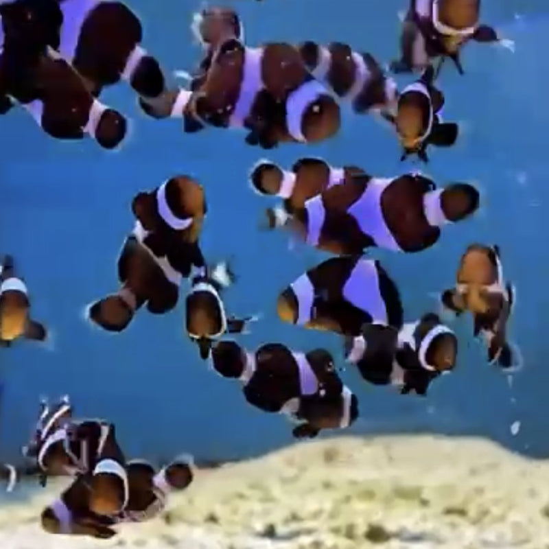 Black Ocellaris Clownfish (Captive Bred) - Fresh N Marine