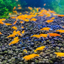 Sunkist Shrimp (香吉士蝦) - Fresh N Marine