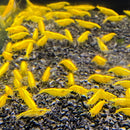 Golden Back Shrimp (金背黃金米蝦) - Fresh N Marine