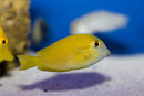 Orange Shoulder Tang (Acanthurus olivaceus) Juvenile - Fresh N Marine