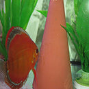 JBL DisCon (Breeding Cone)