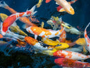Assorted Koi (Cyprinus carpio) (Bag of 10 pcs) - Fresh N Marine