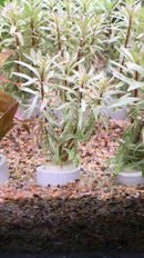 Ludwigia Sp. Pink/White - Fresh N Marine