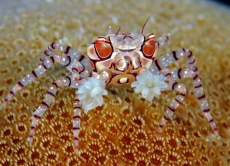 Pom Pom Crab (Lybia tessellata) - Fresh N Marine