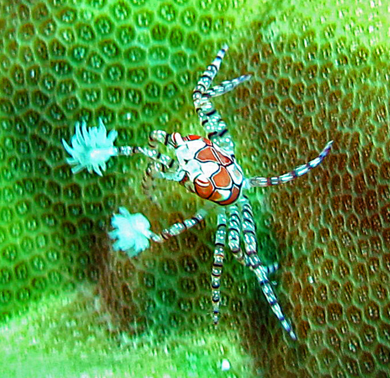 Pom Pom Crab (Lybia tessellata) - Fresh N Marine