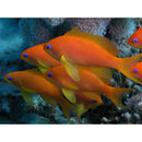 Lyretail/Blue Eye Anthias (Pseudanthias squamipinnis) - Fresh N Marine