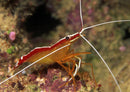 Cleaner Shrimp (Lysmata amboinensis) M/L - Fresh N Marine