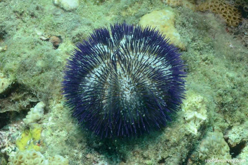 Pincushion Urchin (Lytechinus variegatus) - Fresh N Marine