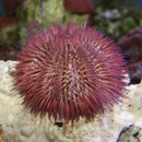 Pincushion Urchin (Lytechinus variegatus) - Fresh N Marine