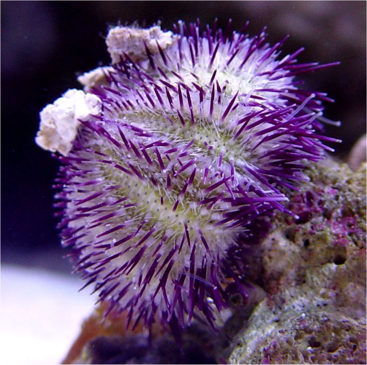 Pincushion Urchin (Lytechinus variegatus) - Fresh N Marine