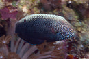 Black Leopard Wrasse (Macropharyngodon negrosensis) - Fresh N Marine