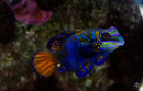 Mandarin Dragonet (Pterosynchiropus splendidus) - Fresh N Marine