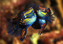 Mandarin Dragonet (Pterosynchiropus splendidus) - Fresh N Marine