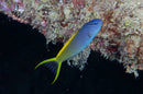 Forktail Blenny (Meiacanthus atrodorsalis) - Fresh N Marine