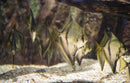 Mono Sebae (Monodactylus sebae) - Fresh N Marine